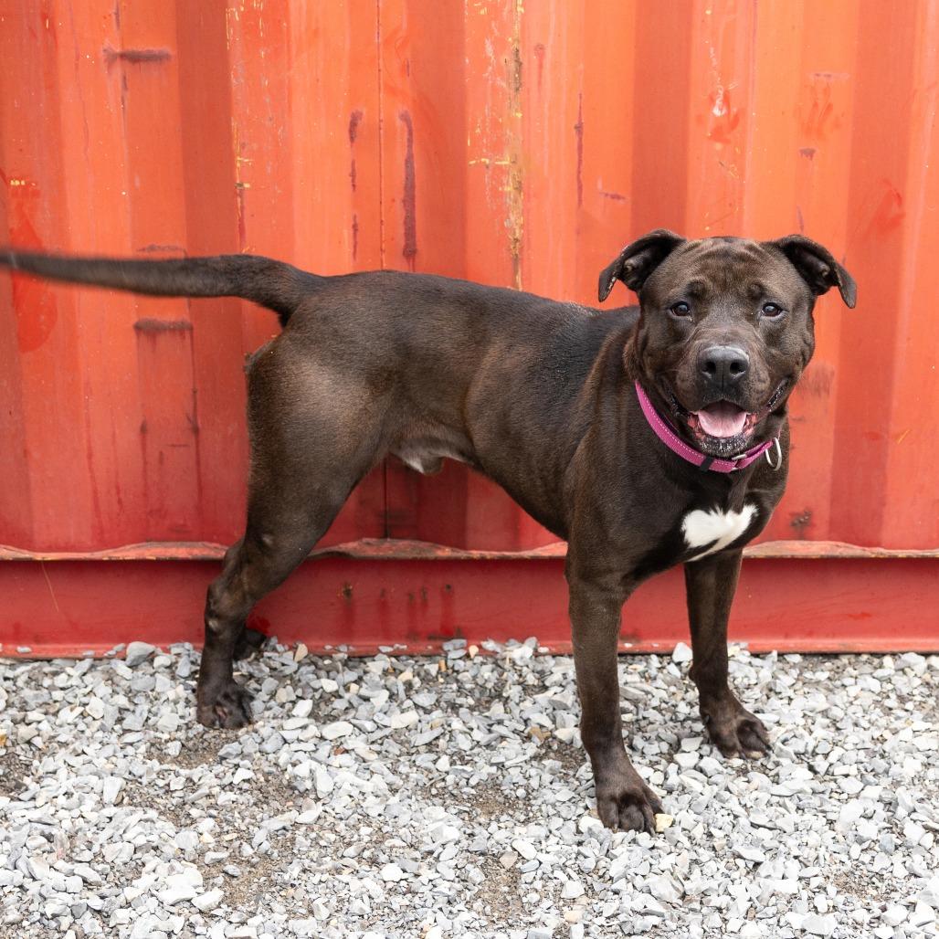 Crunchwrap Supreme, ADOPTABLE, Adult Male Mixed Breed.