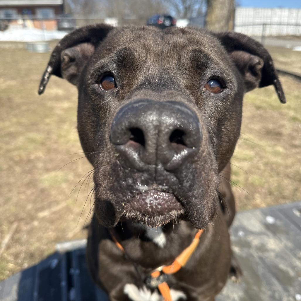 Enlarge Crunchwrap Supreme, a ADOPTABLE Mixed Breed in Cape Girardeau, MO image 2/3