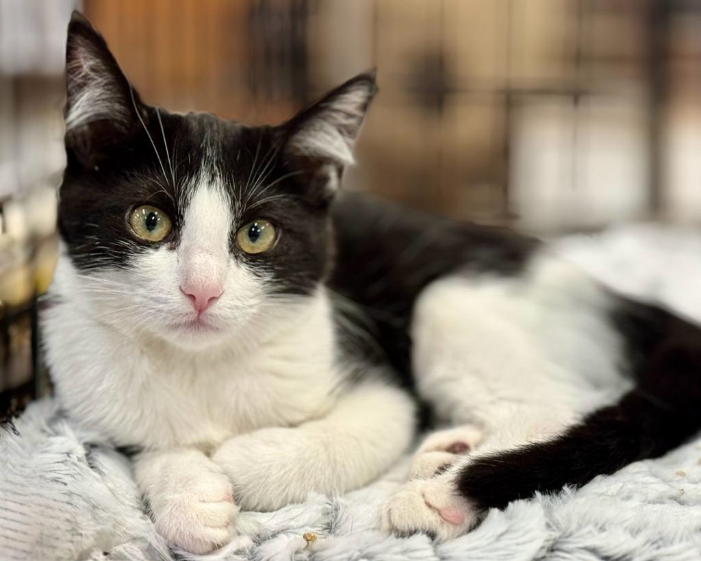 Enlarge Cloe, a Adoptable mixed breed in San Jacinto, CA image 1/1