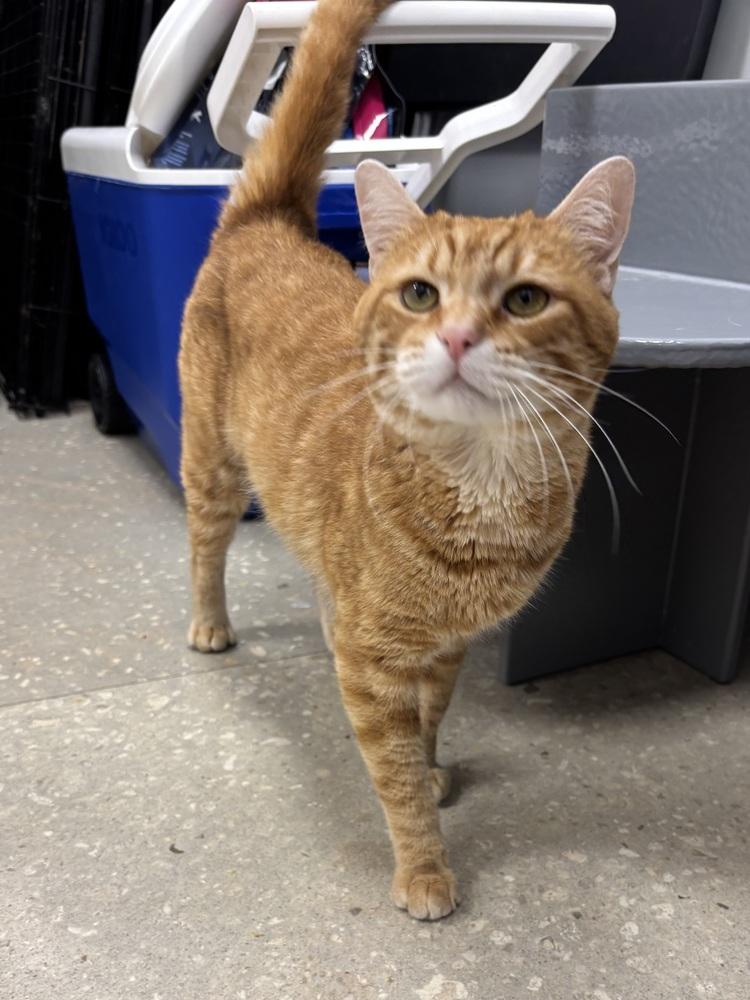 Garfield, Adoptable, Adult Male American Shorthair.