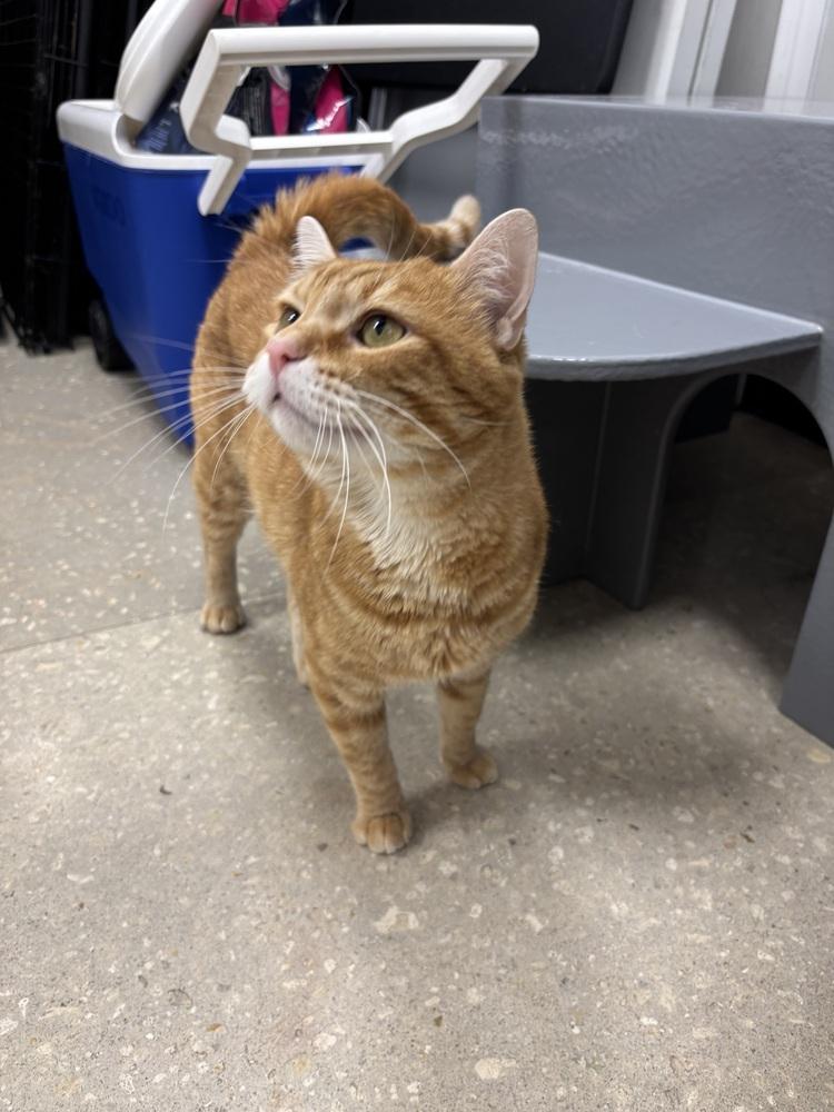 Enlarge Garfield, a Adoptable mixed breed in Deland, FL image 2/3