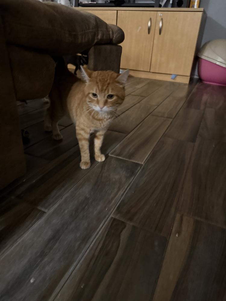 Enlarge Garfield, a Adoptable mixed breed in Deland, FL image 3/3