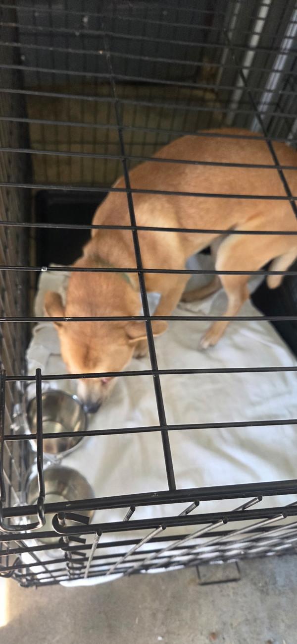 Enlarge Barry, a Adoptable mixed breed in Cleveland, TN image 2/4