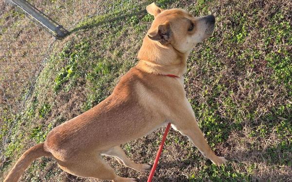 Enlarge Barry, a Adoptable mixed breed in Cleveland, TN image 4/4
