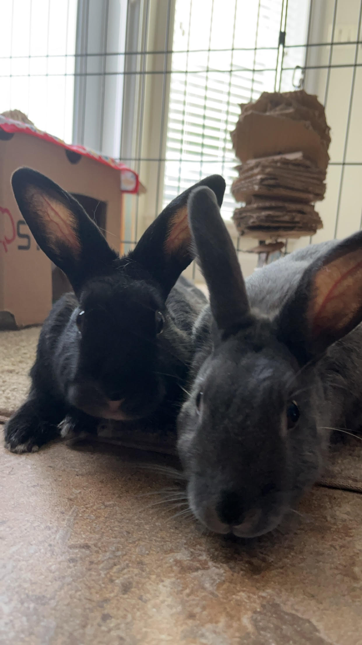 Enlarge Peter Rabbit & Teena, a Adoptable Bunny Rabbit in Vancouver, BC image 4/5