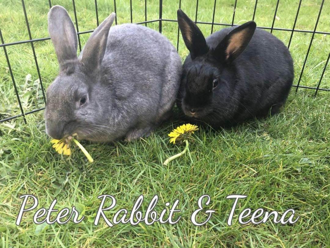 Enlarge Peter Rabbit & Teena, a Adoptable Bunny Rabbit in Vancouver, BC image 5/5