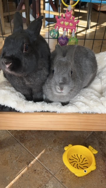 Peter Rabbit & Teena, Adoptable, Adult Male Bunny Rabbit.