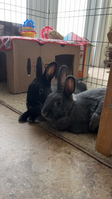 Enlarge Peter Rabbit & Teena, a Adoptable Bunny Rabbit in Vancouver, BC image 3/5