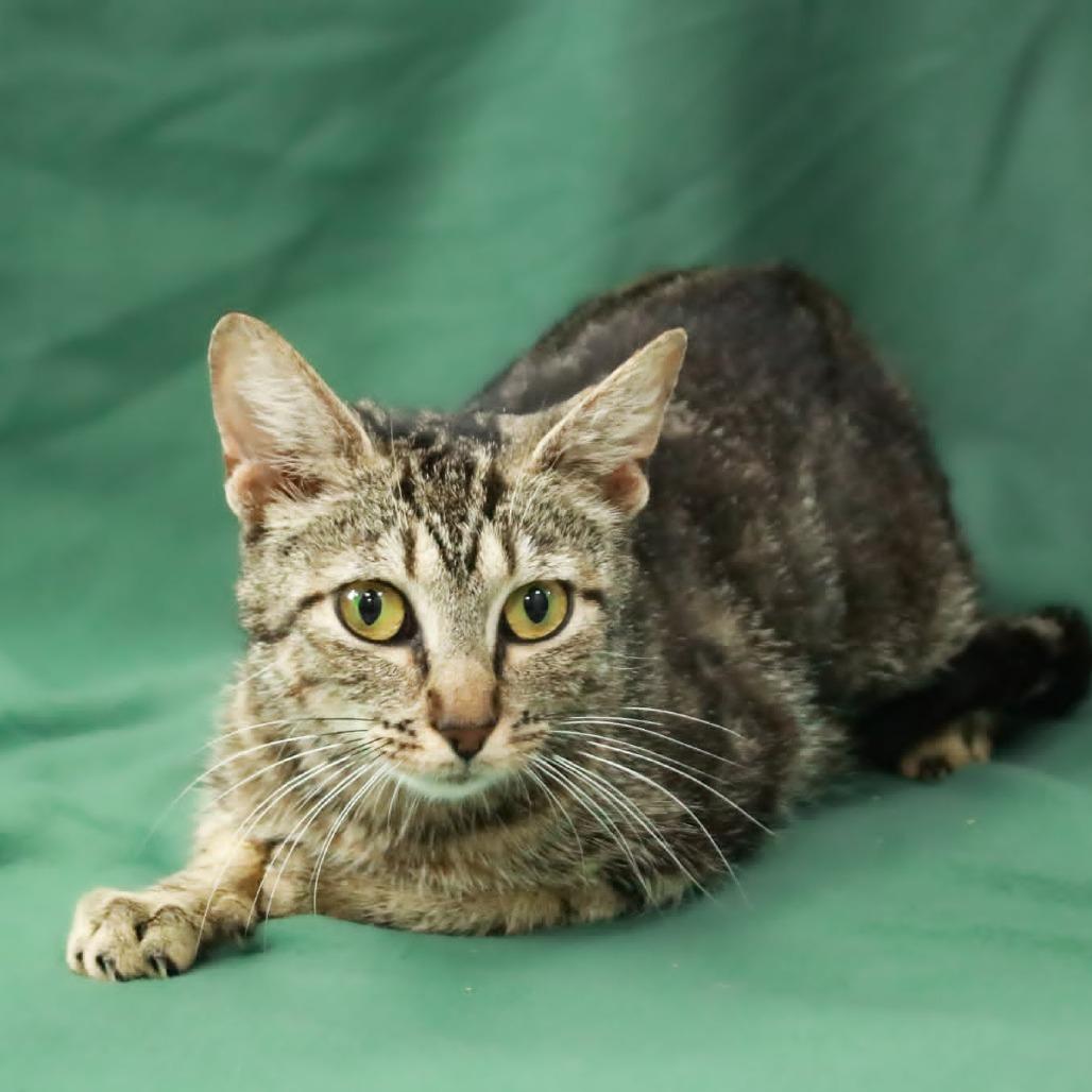 Enlarge Liberty, a Adoptable mixed breed in Madisonville, KY image 1/1