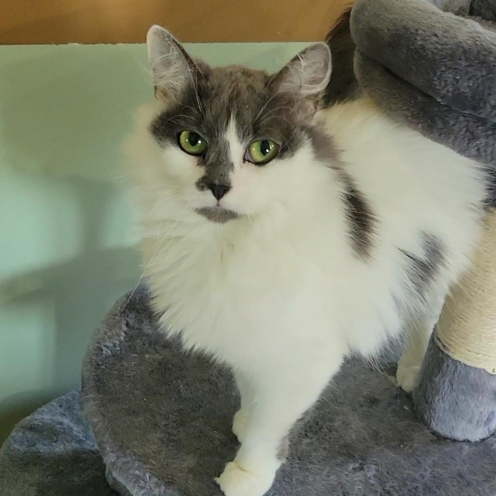 Enlarge Mamie - Lap Cat, a Adoptable Domestic Long Hair in Brimfield, MA image 2/6