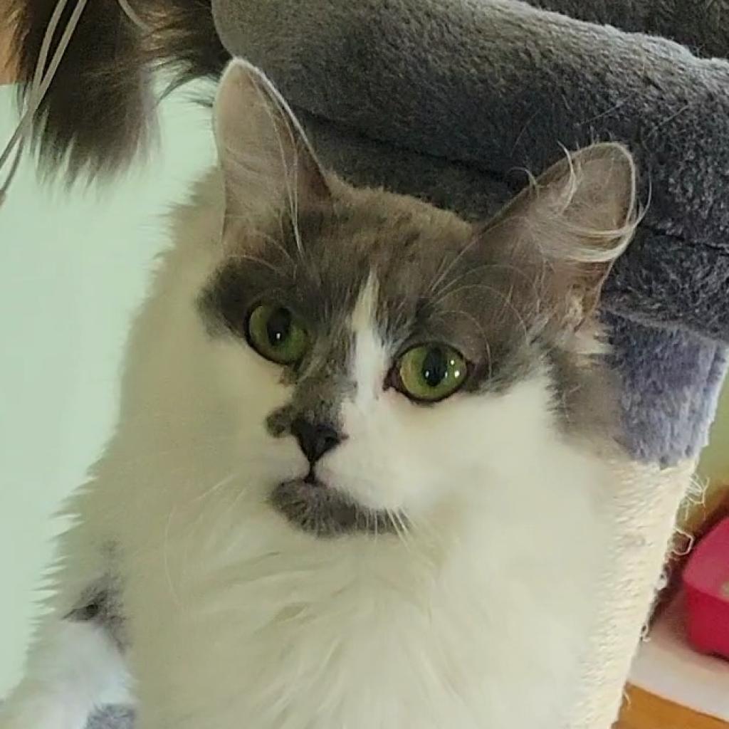 Enlarge Mamie - Lap Cat, a Adoptable Domestic Long Hair in Brimfield, MA image 6/6