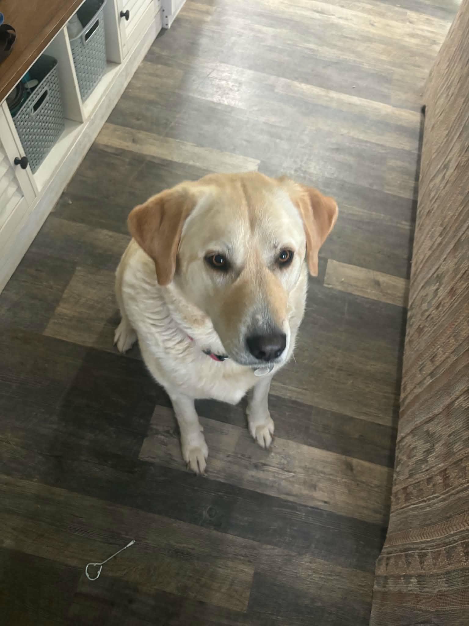Bailey, a ADOPTABLE mixed breed in Goldendale, WA image 2/6