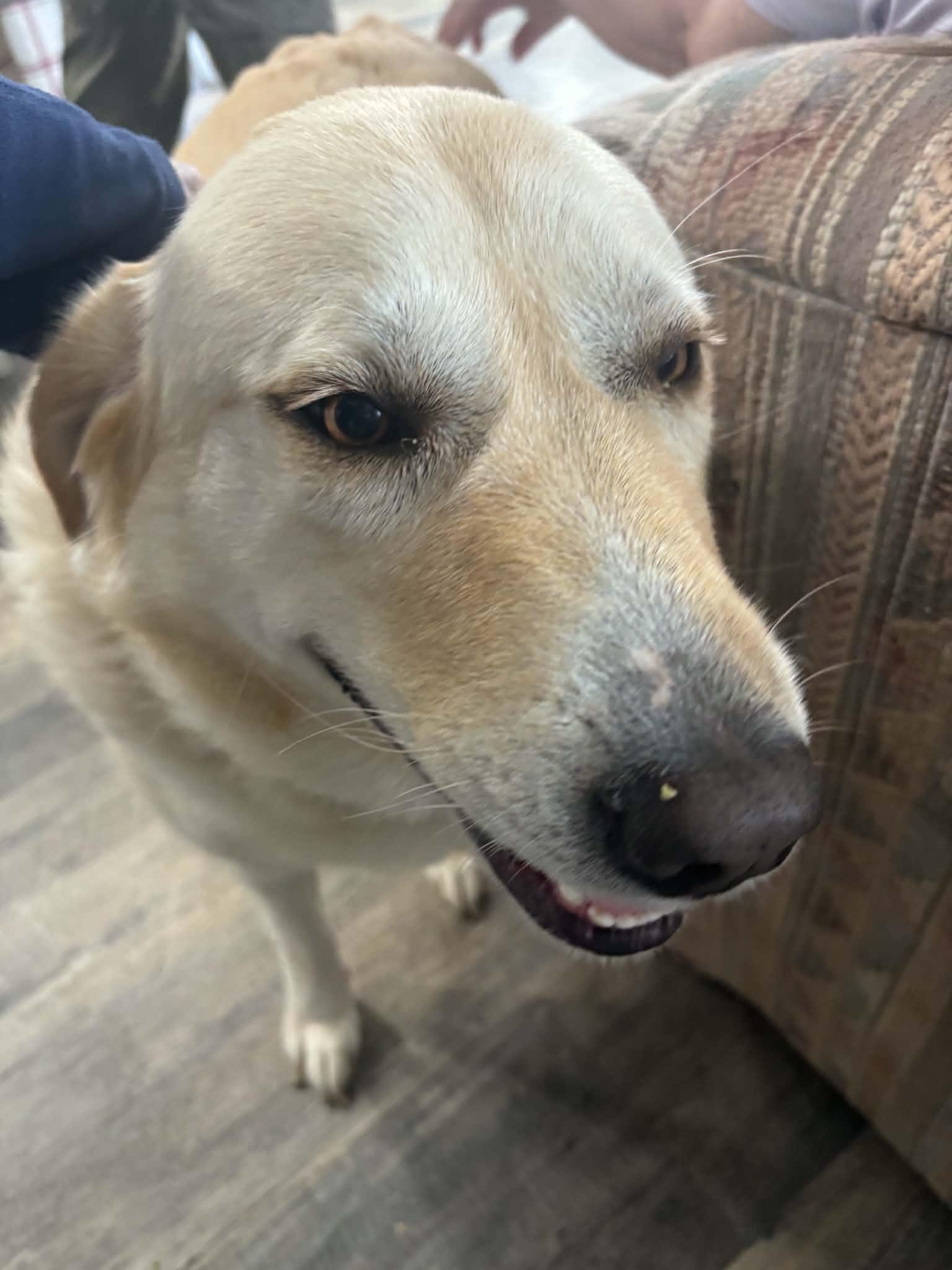 Bailey, a ADOPTABLE mixed breed in Goldendale, WA image 5/6