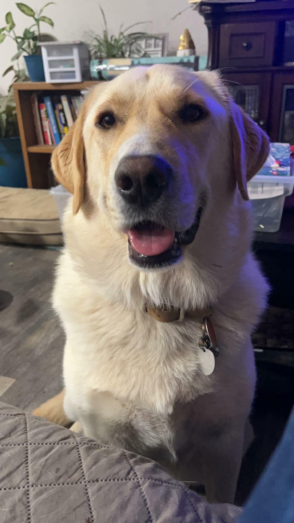 Bailey, ADOPTABLE, Adult Female Yellow Labrador Retriever & Great Pyrenees.