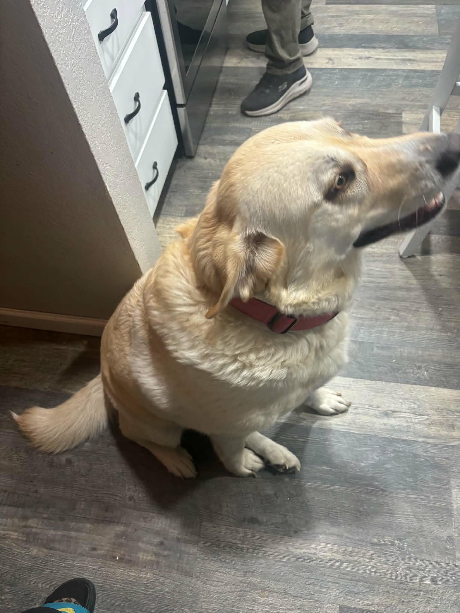 Bailey, a ADOPTABLE mixed breed in Goldendale, WA image 3/6