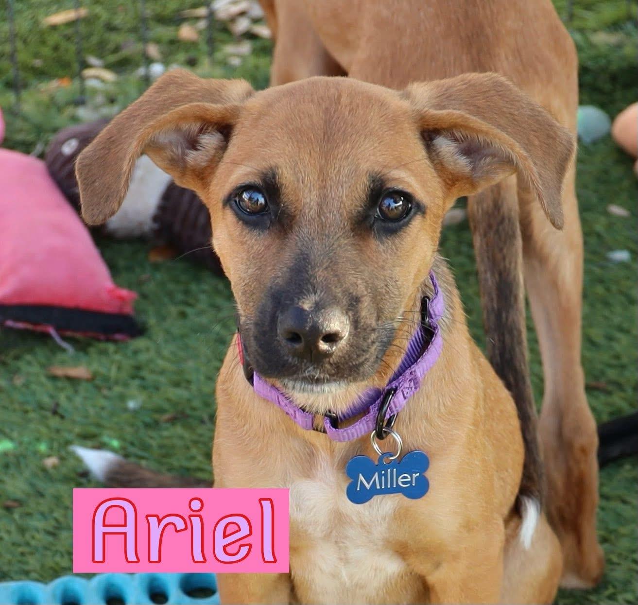 Ariel