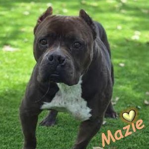 Mazie photo 2