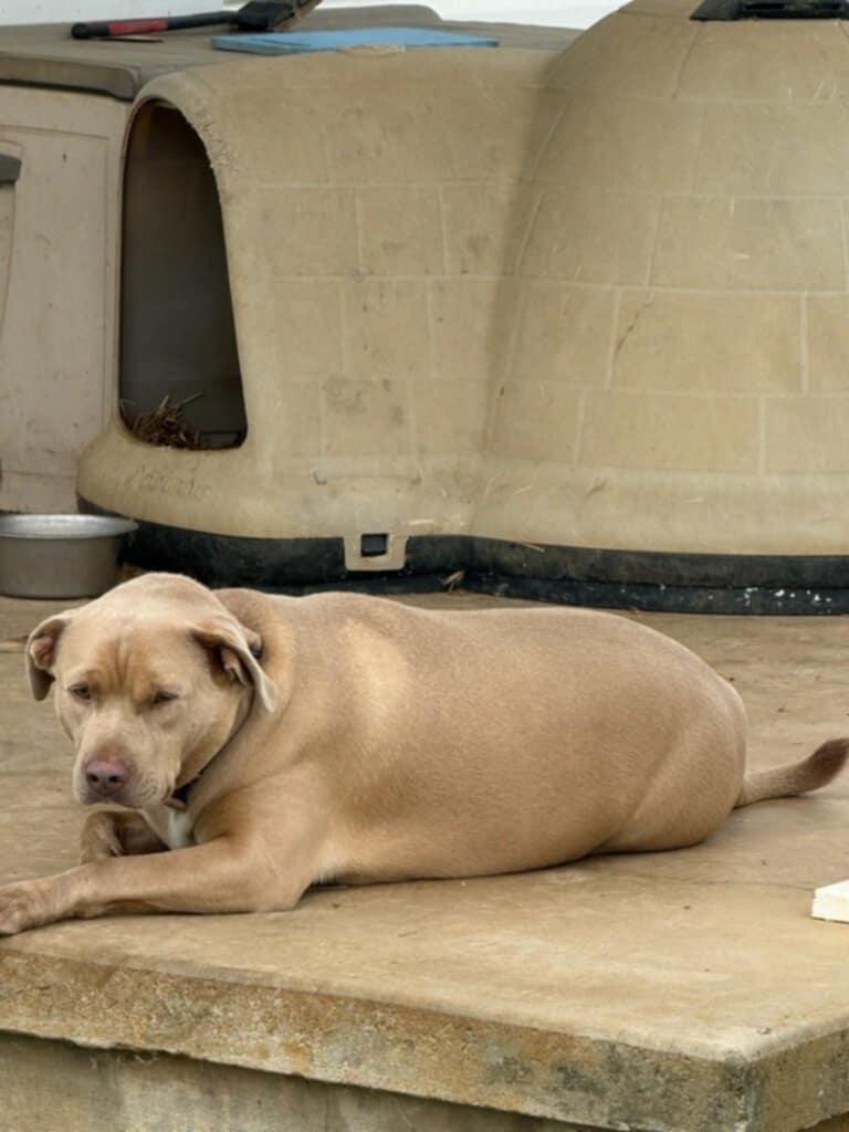Barney (Courtesy Post), Adoptable, Adult Male Pit Bull Terrier.