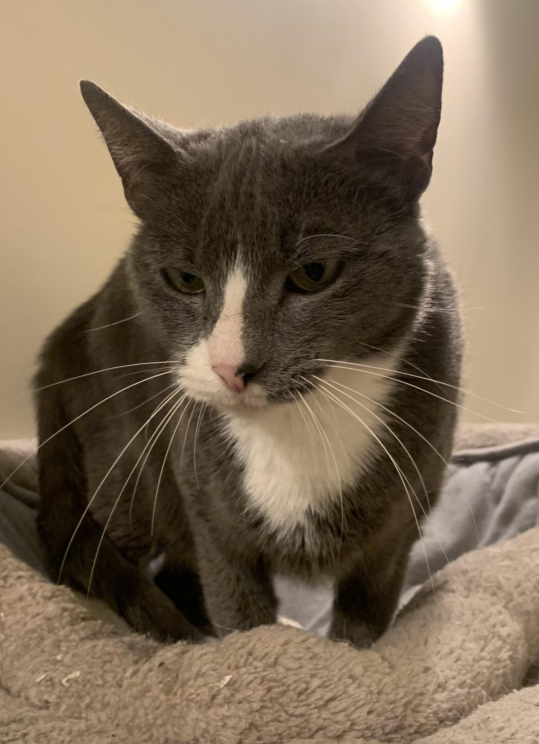 Enlarge Mama Grey, a ADOPTABLE Domestic Short Hair in Danville, VT image 2/3