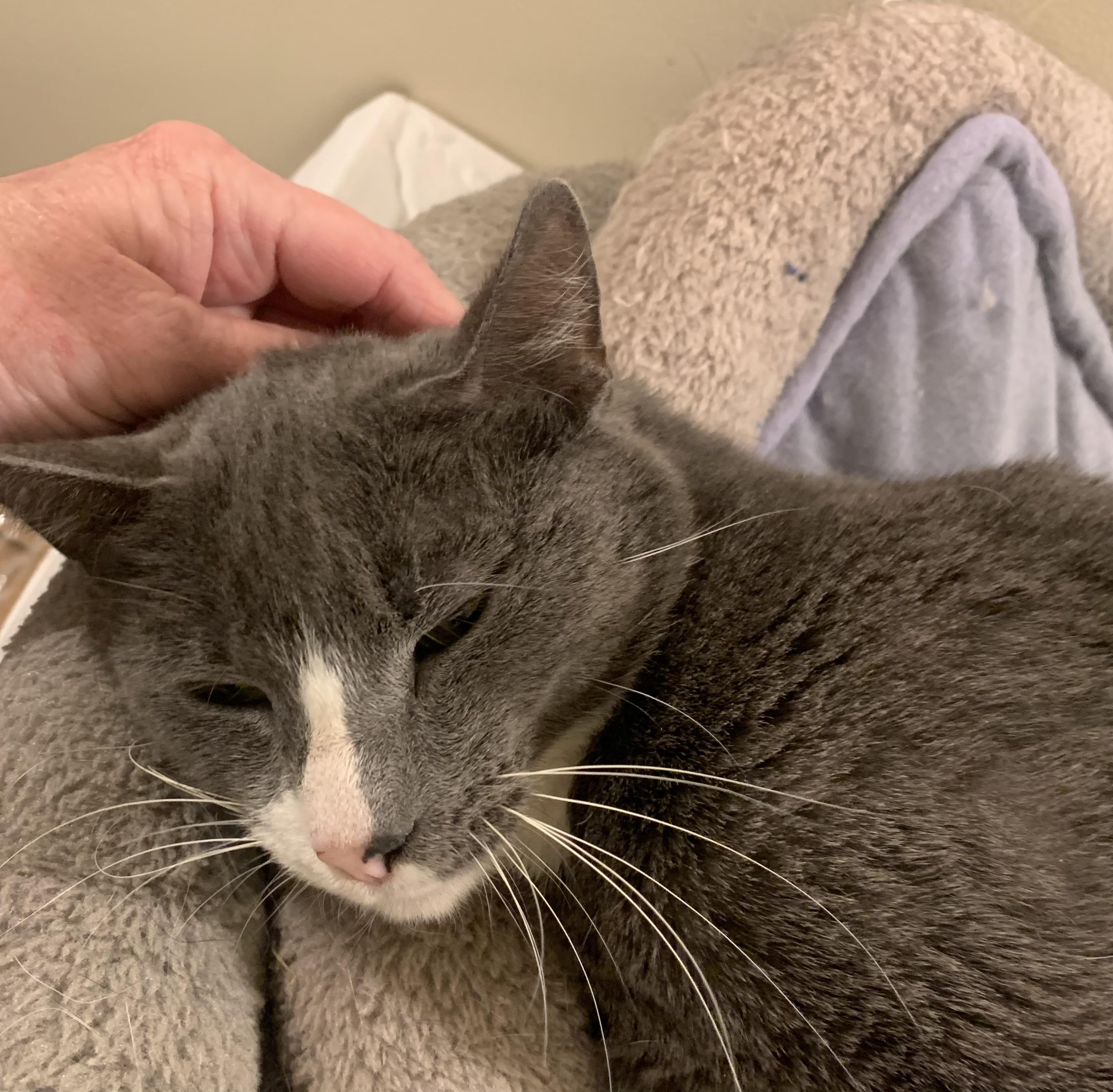 Enlarge Mama Grey, a ADOPTABLE Domestic Short Hair in Danville, VT image 3/3