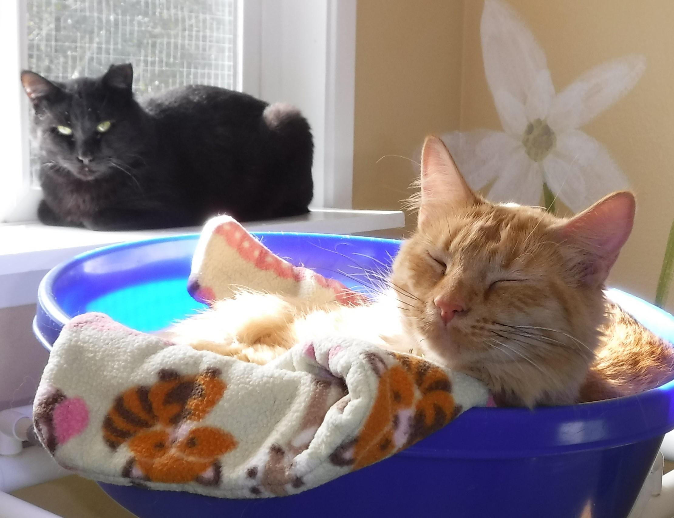 Wolfie  Quiet & thumbnail 4