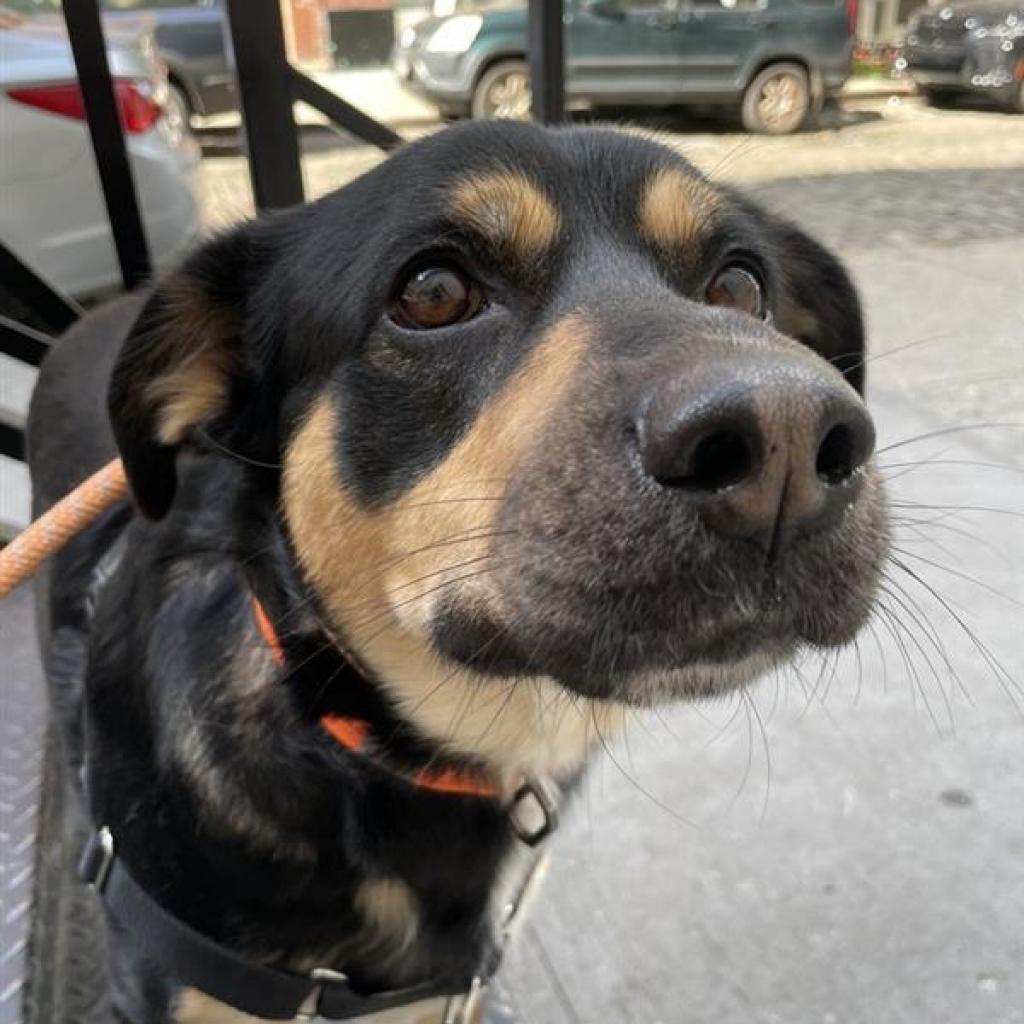 Enlarge Draco, a Adoptable Mixed Breed in Hampton Bays, NY image 1/6