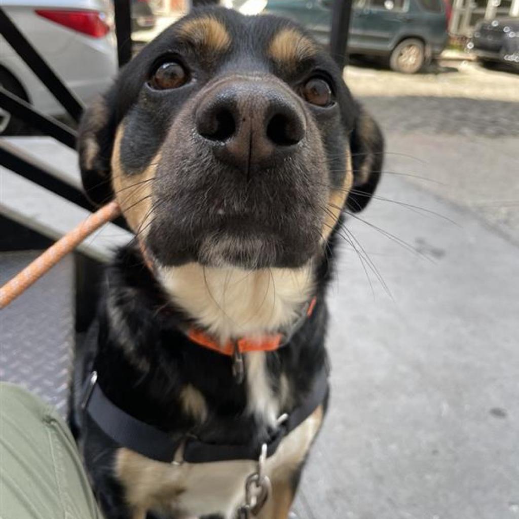 Enlarge Draco, a Adoptable Mixed Breed in Hampton Bays, NY image 4/6