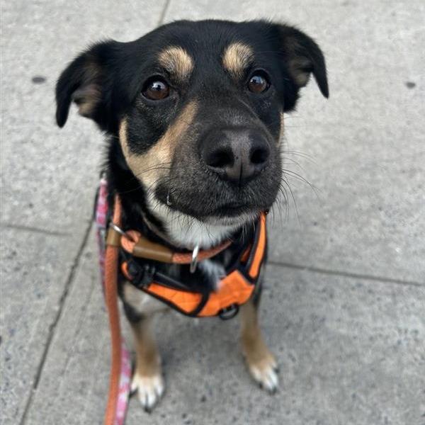 Enlarge Draco, a Adoptable Mixed Breed in Hampton Bays, NY image 5/6