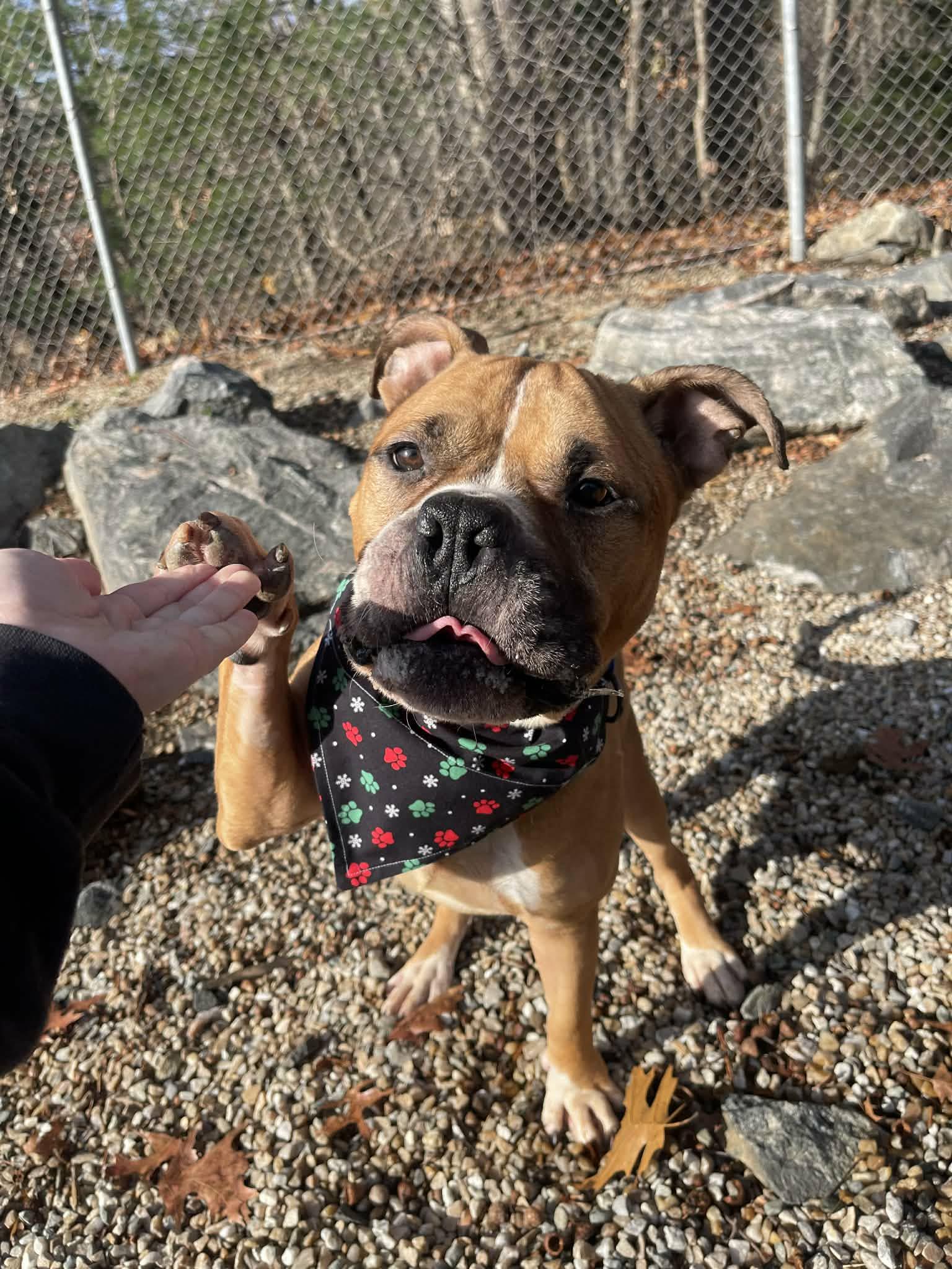 Enlarge Zane , a ADOPTABLE mixed breed in Middlebury, CT image 1/3