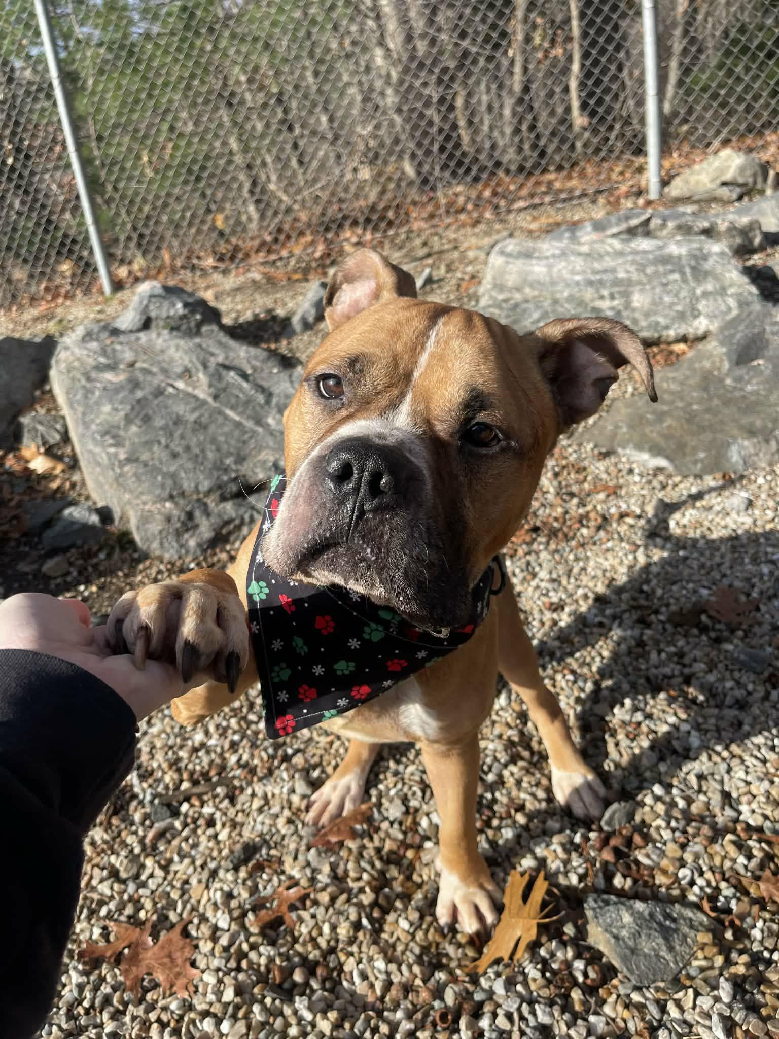 Enlarge Zane , a ADOPTABLE mixed breed in Middlebury, CT image 2/3