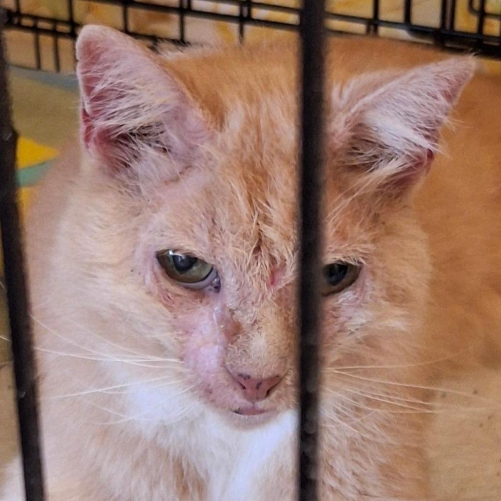 Sweetpea, Adoptable, Adult Female Domestic Short Hair.