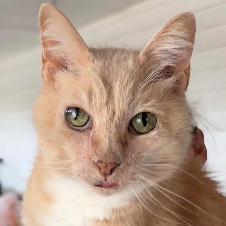 Sweetpea, a Adoptable Domestic Short Hair in Titusville, FL image 2/3