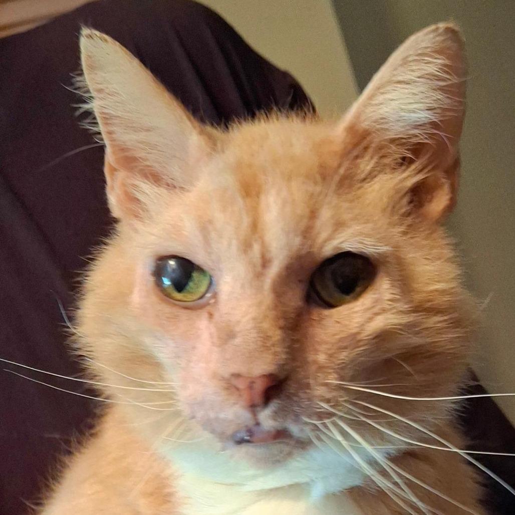 Enlarge Sweetpea, a Adoptable Domestic Short Hair in Titusville, FL image 2/2