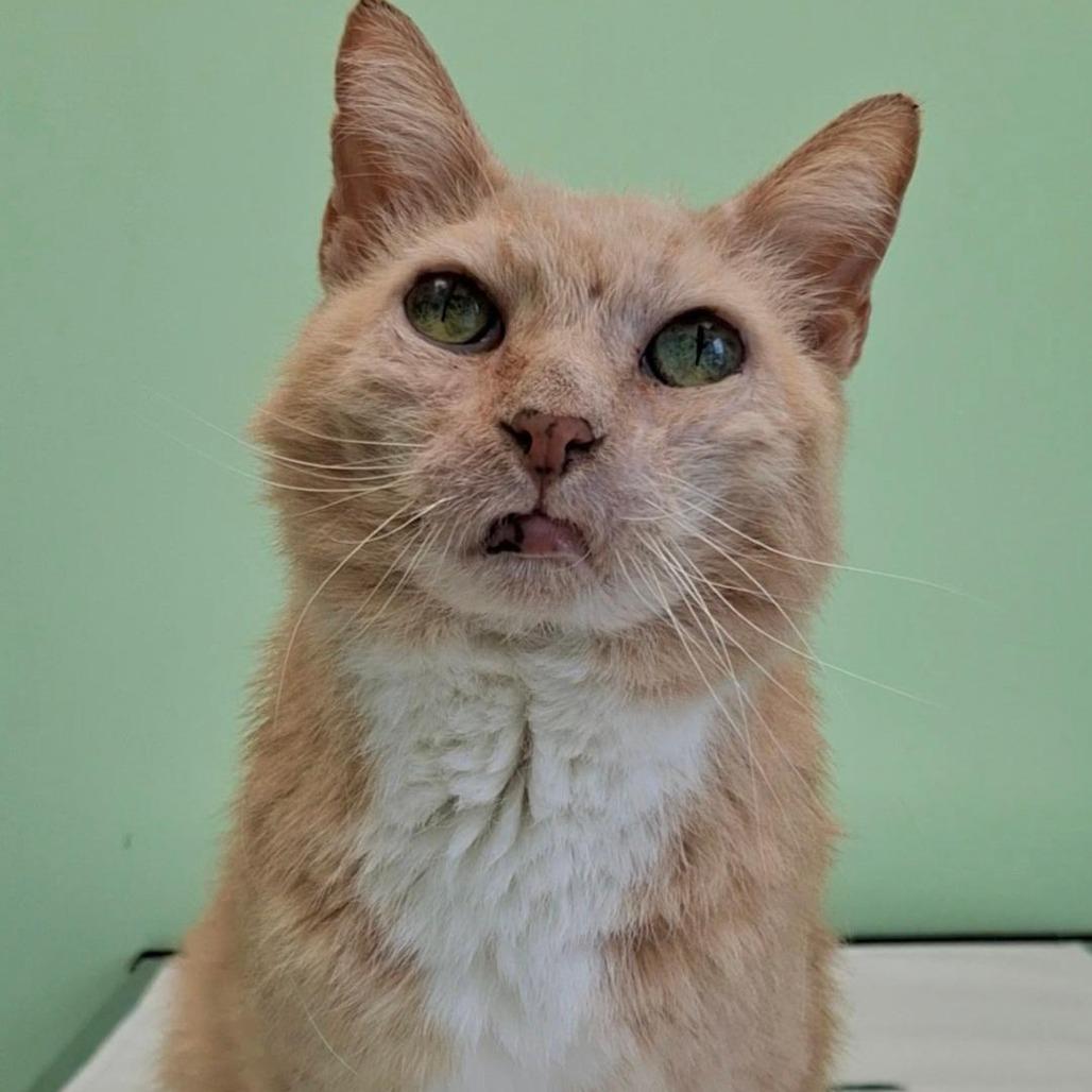 Enlarge Sweetpea, a Adoptable Domestic Short Hair in Titusville, FL image 3/3