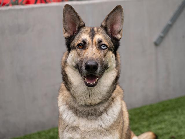 Enlarge CINCO, a Adoptable mixed breed in Pasadena, CA image 1/1