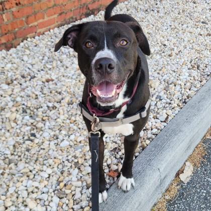 Fortnight, Adoptable, Adult Male Labrador Retriever & Mixed Breed.