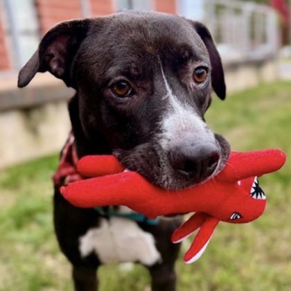 Enlarge Fortnight, a Adoptable mixed breed in Richmond, VA image 2/3