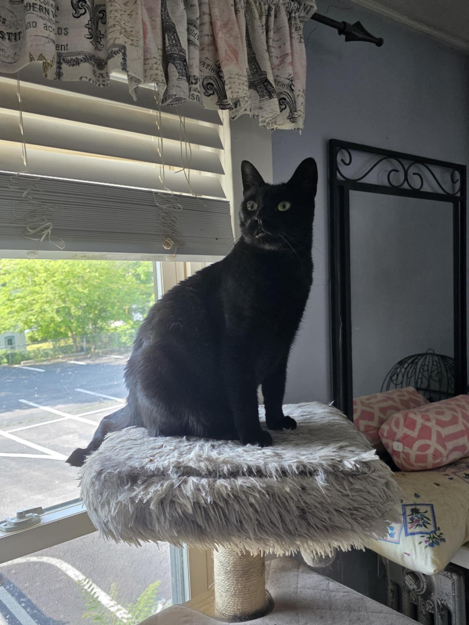 Egg Roll, Adoptable, Adult Male Domestic Short Hair.