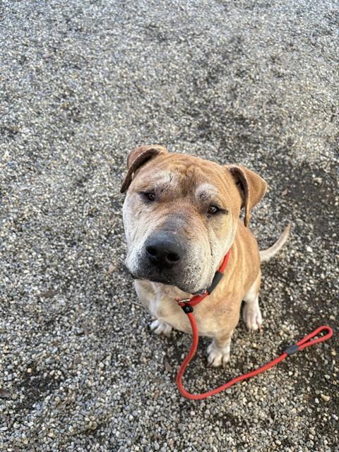 Enlarge CHASE, a Adoptable mixed breed in Lincolnton, NC image 1/1