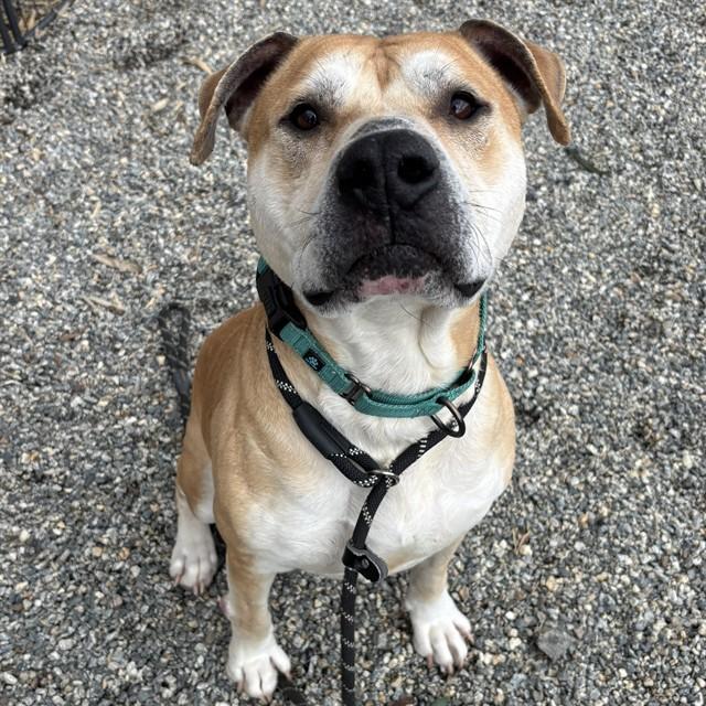 Enlarge CHASE, a Adoptable mixed breed in Lincolnton, NC image 1/1