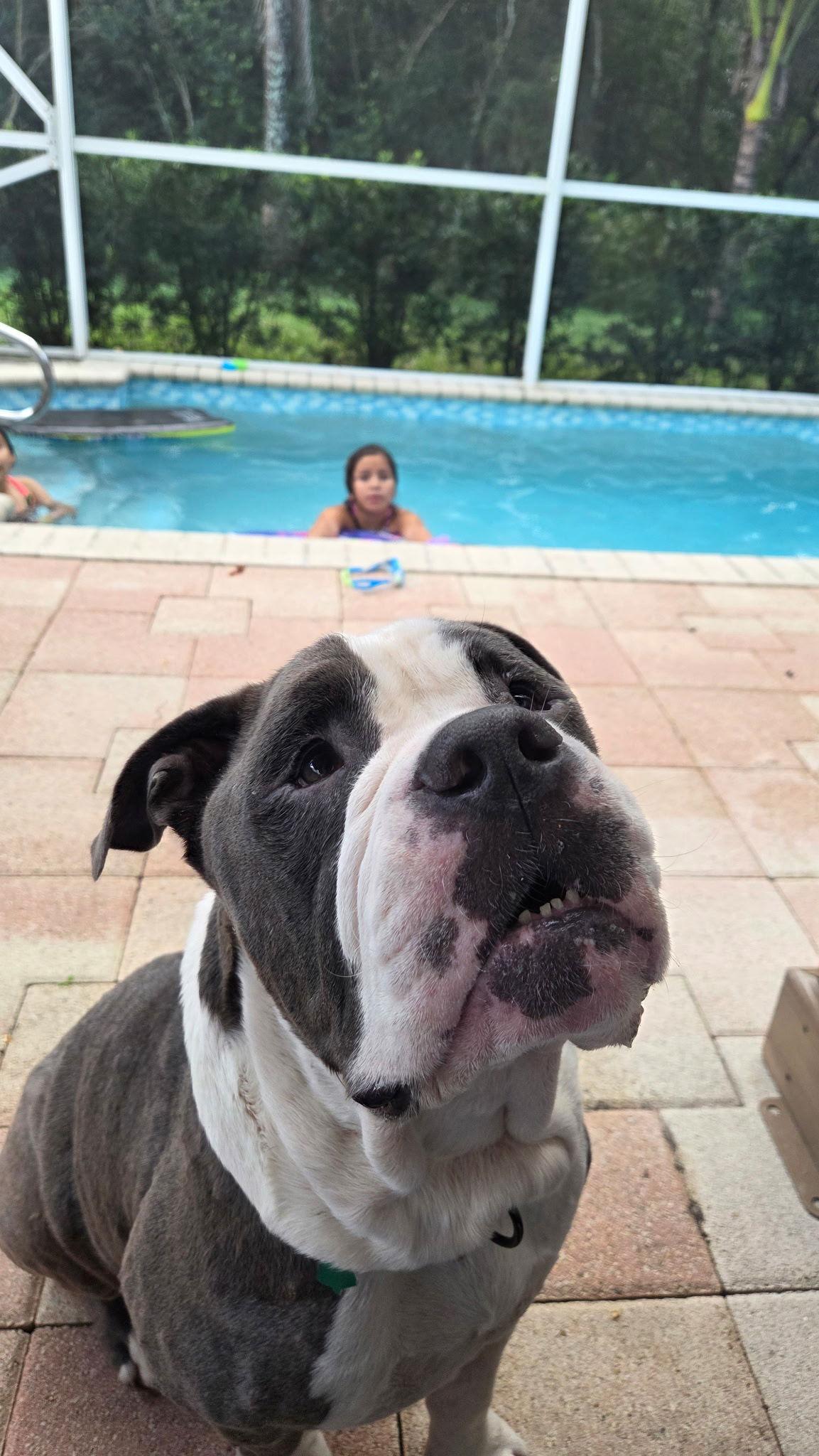NuNu, Adoptable, Adult Male English Bulldog.