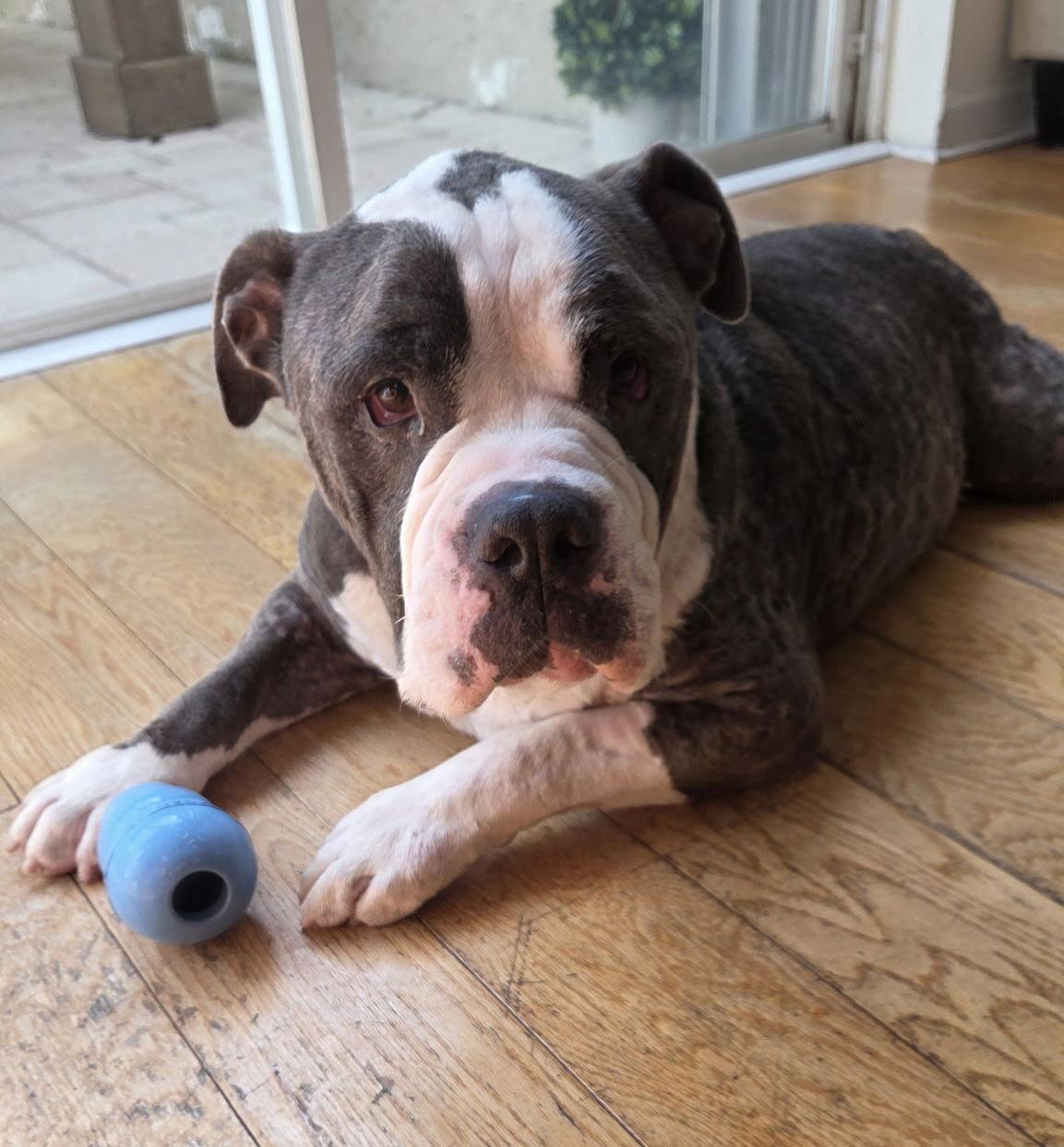 Enlarge NuNu, a Adoptable English Bulldog in Lighthouse Point, FL image 2/3