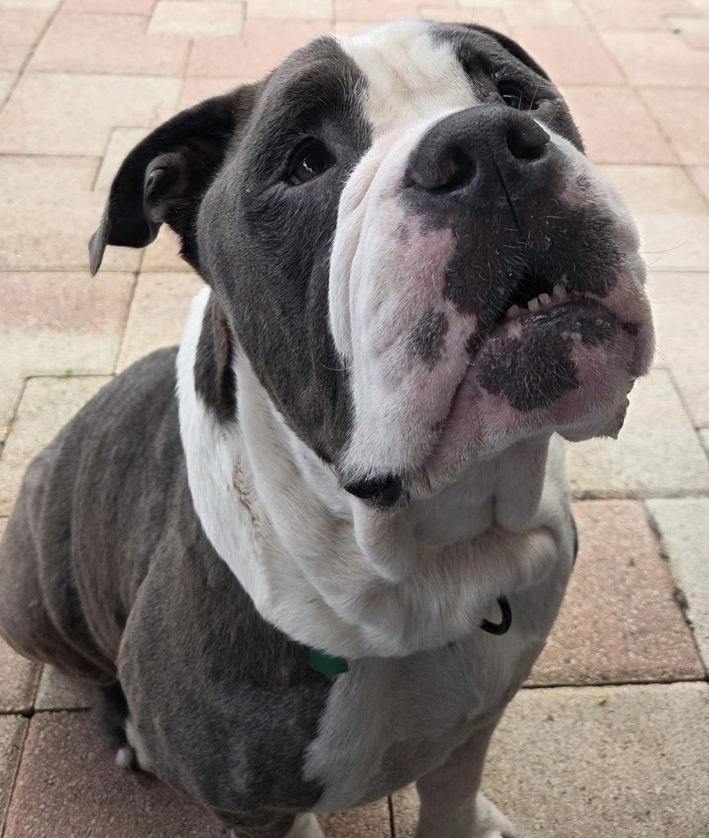 Enlarge NuNu, a Adoptable English Bulldog in Lighthouse Point, FL image 3/3