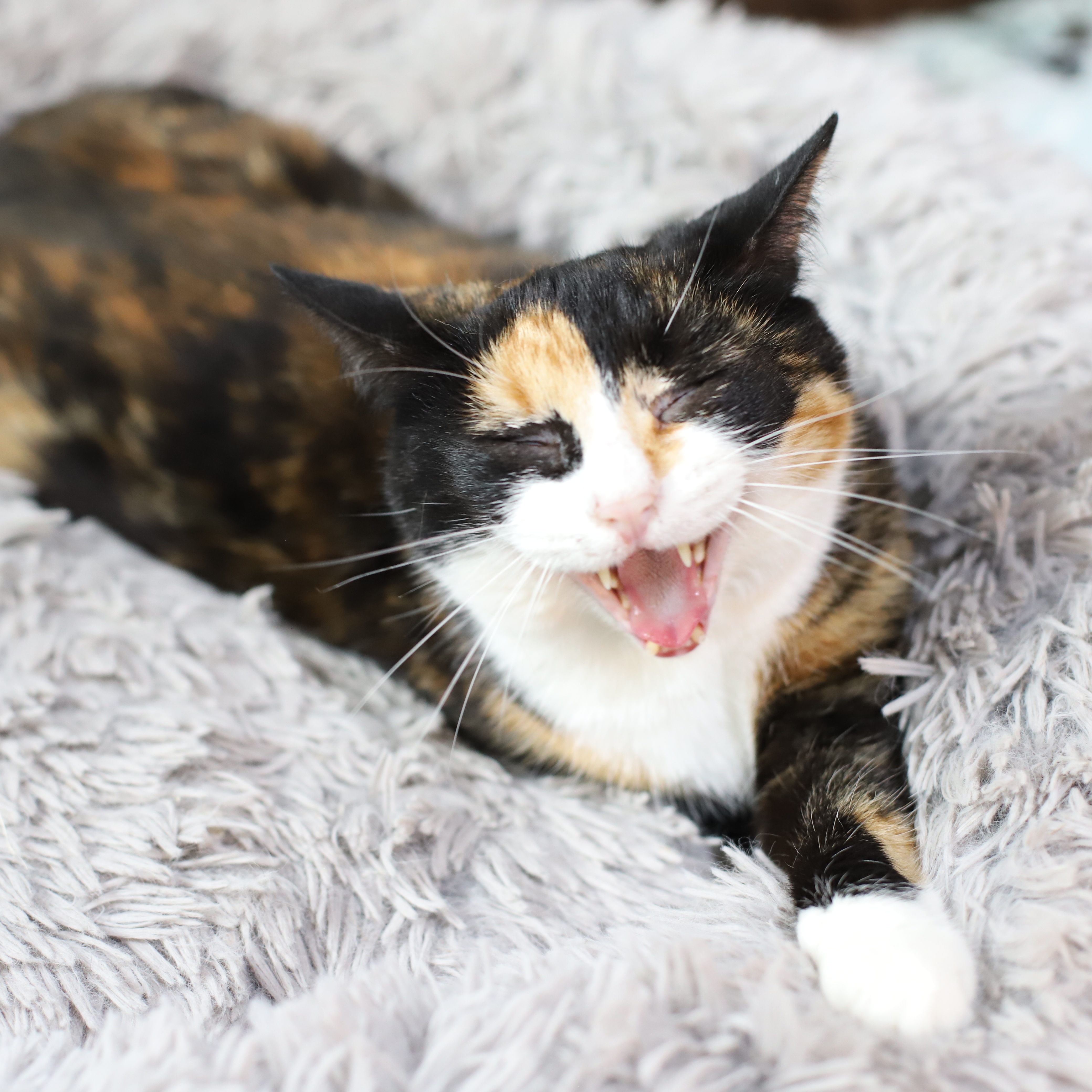 Enlarge Eleanore, a Adoptable Calico in Endicott, NY image 2/4