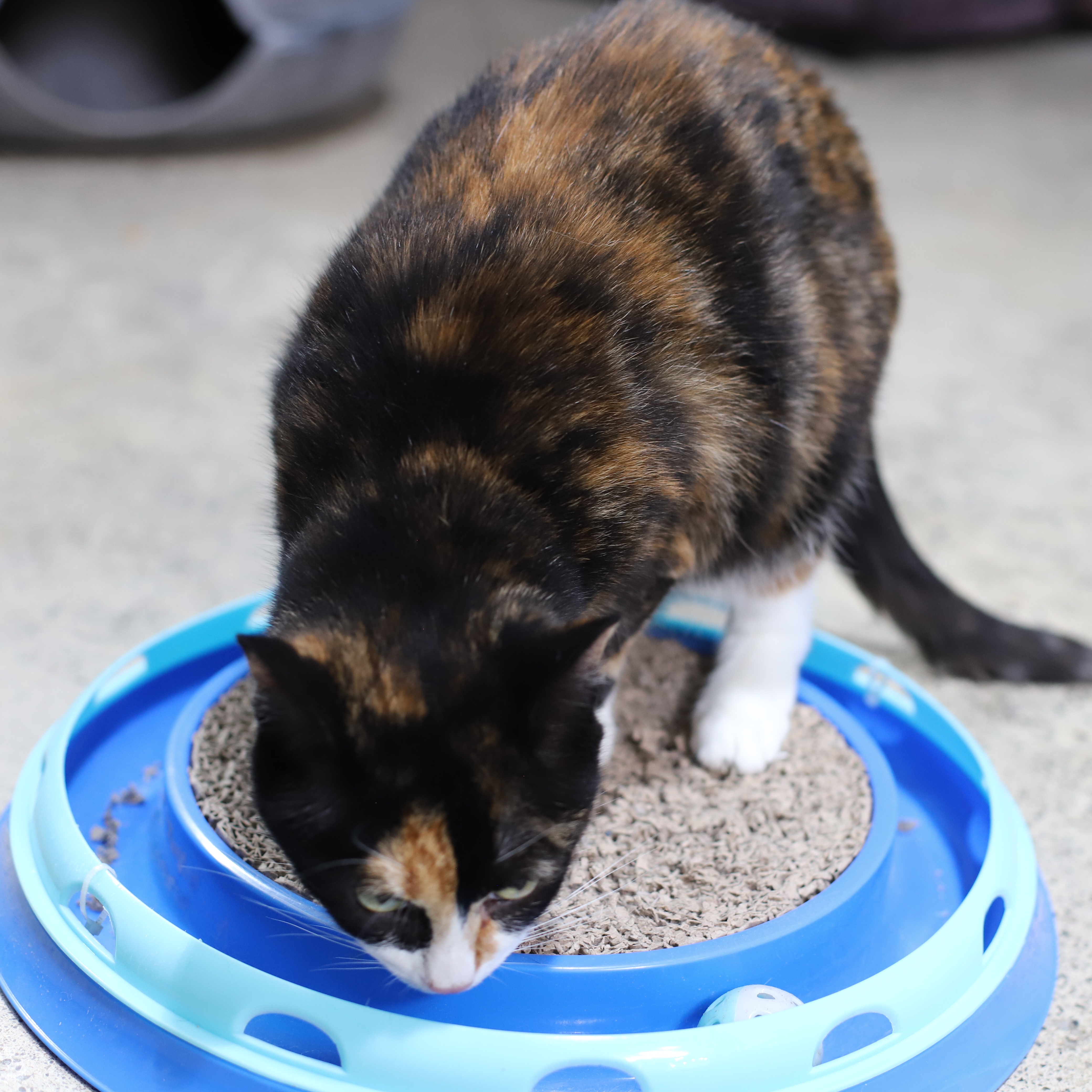 Enlarge Eleanore, a Adoptable Calico in Endicott, NY image 3/4