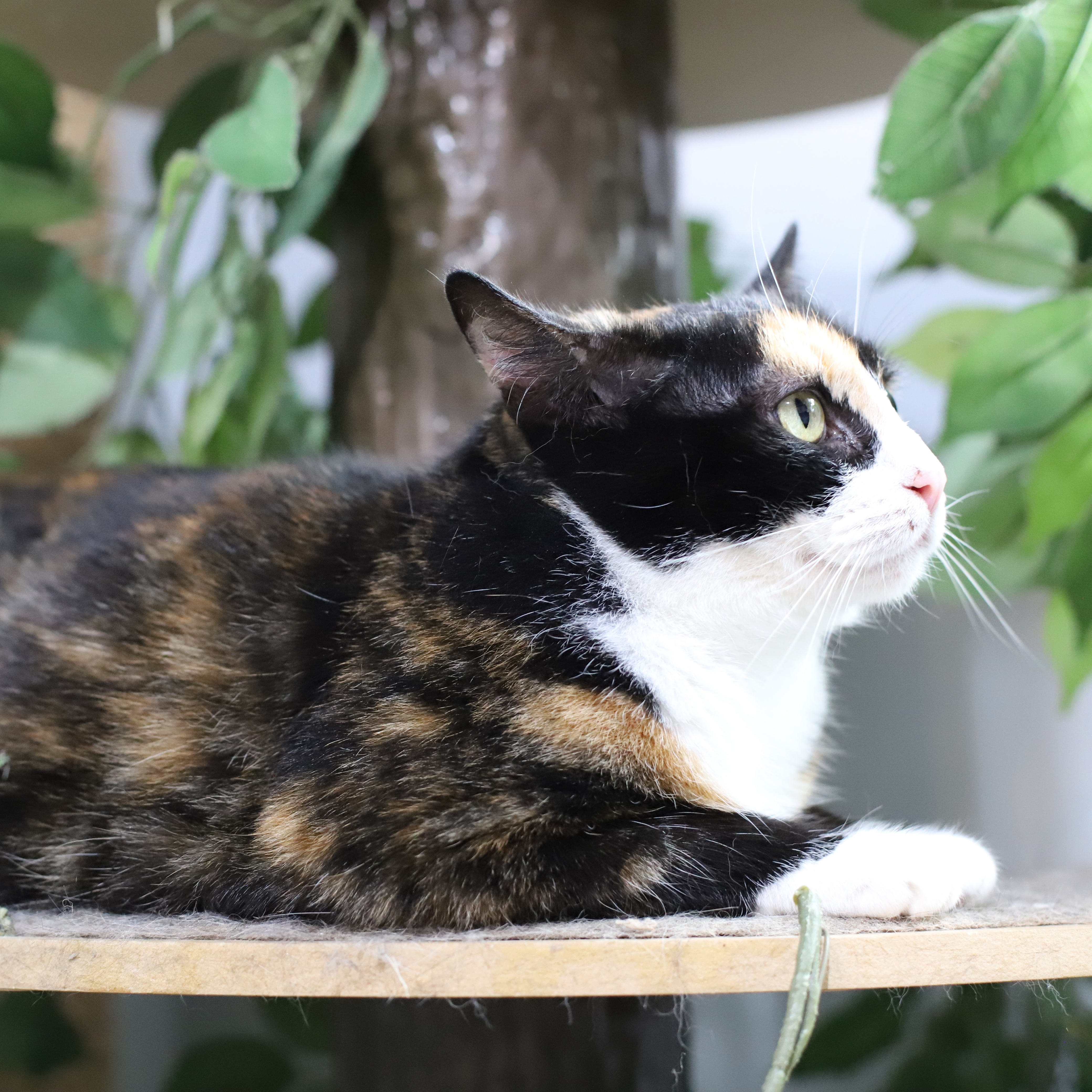 Enlarge Eleanore, a Adoptable Calico in Endicott, NY image 4/4