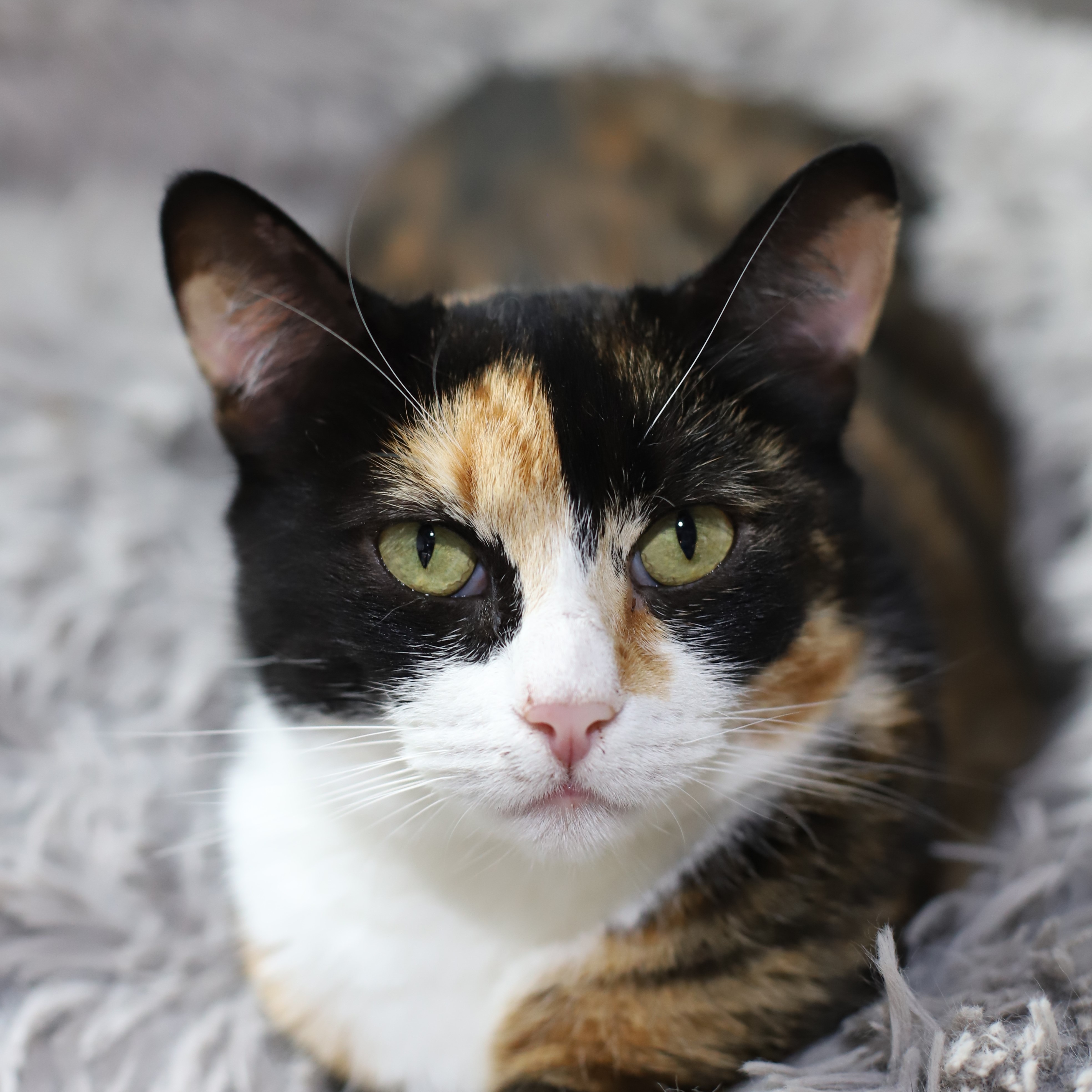 Enlarge Eleanore, a Adoptable Calico in Endicott, NY image 1/4