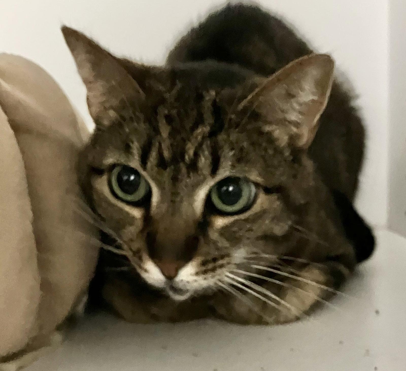 Enlarge Tiny (bonded with Sylvie), a Adopted mixed breed in Dublin, OH image 1/1