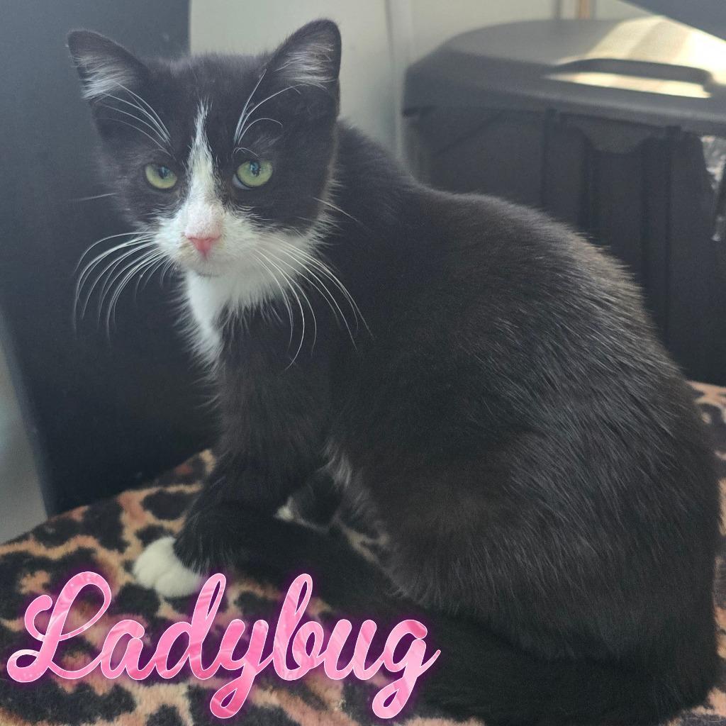 Lady Bug, a Adoptable Domestic Short Hair in Hillsboro, OH image 1/5