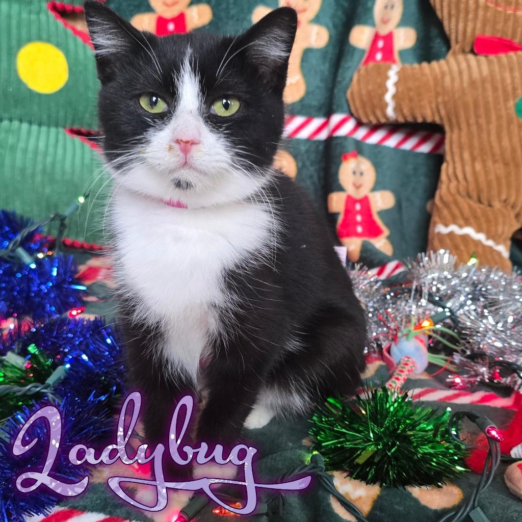 Lady Bug, a Adoptable Domestic Short Hair in Hillsboro, OH image 2/5